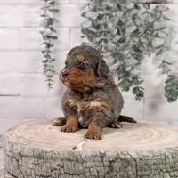 Summit - Family Raised, a female Bernedoodle for sale in Eureka, IL – Photo 2 of 7