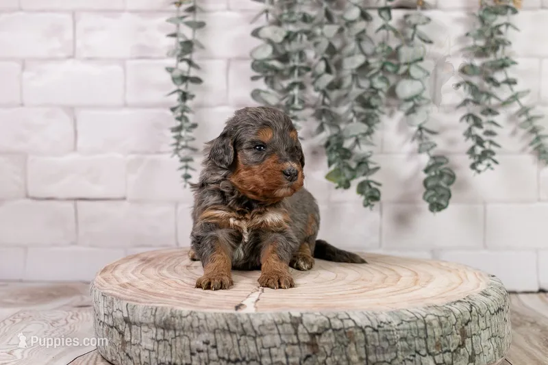 Summit - Family Raised – Bernedoodle puppy on hold in Eureka, IL