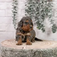 Summit - Family Raised, a female Bernedoodle for sale in Eureka, IL – Photo 1 of 7