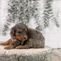 Summit - Family Raised, a female Bernedoodle for sale in Eureka, IL – Photo 5 of 7