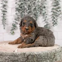 Summit - Family Raised, a female Bernedoodle for sale in Eureka, IL – Photo 7 of 7