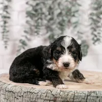 Torch - Standard Bernedoodle, a male Bernedoodle for sale in Eureka, IL – Photo 7 of 7