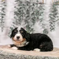Torch - Standard Bernedoodle, a male Bernedoodle for sale in Eureka, IL – Photo 5 of 7