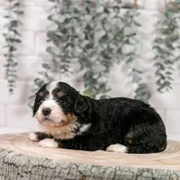 Torch - Standard Bernedoodle, a male Bernedoodle for sale in Eureka, IL – Photo 6 of 7