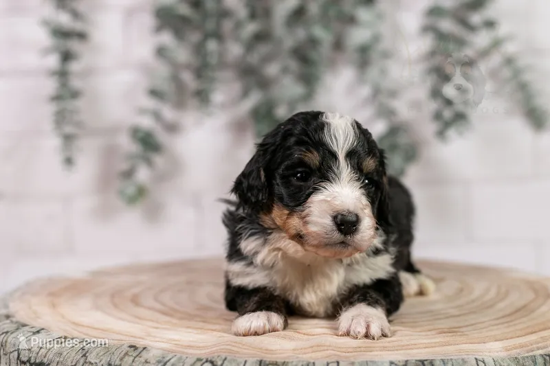 Torch - Standard Bernedoodle – Bernedoodle puppy on hold in Eureka, IL