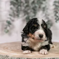 Torch - Standard Bernedoodle, a male Bernedoodle for sale in Eureka, IL – Photo 1 of 7