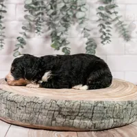 Torch - Standard Bernedoodle, a male Bernedoodle for sale in Eureka, IL – Photo 2 of 7