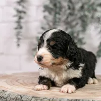 Torch - Standard Bernedoodle, a male Bernedoodle for sale in Eureka, IL – Photo 3 of 7