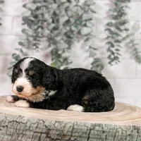 Torch - Standard Bernedoodle, a male Bernedoodle for sale in Eureka, IL – Photo 4 of 7