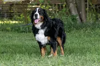 Beau - Proven Stud, a male Bernese Mountain Dog for sale in Eureka, IL – 4 of 8