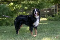Beau - Proven Stud, a male Bernese Mountain Dog for sale in Eureka, IL – 8 of 8