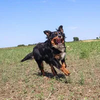 Nala, a female Bernese Mountain Dog for sale in Eureka, IL – Photo 6 of 8