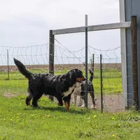 Nala, a female Bernese Mountain Dog for sale in Eureka, IL – Photo 5 of 8