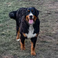 Nala, a female Bernese Mountain Dog for sale in Eureka, IL – Photo 2 of 8