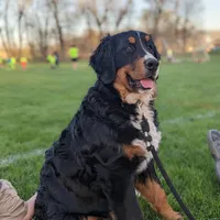 Nala, a female Bernese Mountain Dog for sale in Eureka, IL – Photo 8 of 8