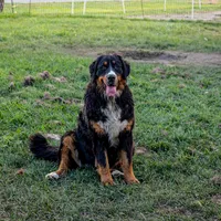 Nala, a female Bernese Mountain Dog for sale in Eureka, IL – Photo 7 of 8