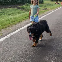 Nala, a female Bernese Mountain Dog for sale in Eureka, IL – Photo 4 of 8