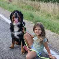 Nala, a female Bernese Mountain Dog for sale in Eureka, IL – Photo 1 of 8