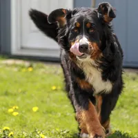 Nala, a female Bernese Mountain Dog for sale in Eureka, IL – Photo 3 of 8