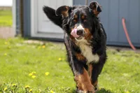 processed/7d189a26-cfac-4e25-a760-3467b3fb3f66/listing/c101b034-95b2-42a3-8dbb-e2bfe3e909ae/ca7cee40-1113-4d60-bb3b-0e2b07c5b04e