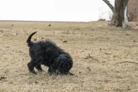 Aurora Loves Kids, a female Bernedoodle for sale in Eureka, IL – Photo 6 of 10