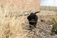 Aurora Loves Kids, a female Bernedoodle for sale in Eureka, IL – Photo 5 of 10