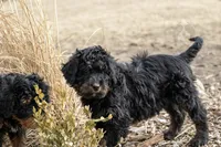 Aurora Loves Kids, a female Bernedoodle for sale in Eureka, IL – Photo 7 of 10
