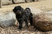 Aurora Loves Kids, a female Bernedoodle for sale in Eureka, IL – Photo 8 of 10