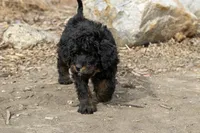 Aurora Loves Kids, a female Bernedoodle for sale in Eureka, IL – Photo 2 of 10