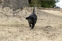 Aurora Loves Kids, a female Bernedoodle for sale in Eureka, IL – Photo 10 of 10