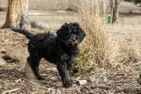 Aurora Loves Kids, a female Bernedoodle for sale in Eureka, IL – Photo 9 of 10