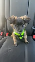 Tito, a male Chipoo for sale in Danville, CA – 2 of 4