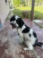 Benny, a male Bernedoodle for sale in Pinellas Park, FL – 2 of 3
