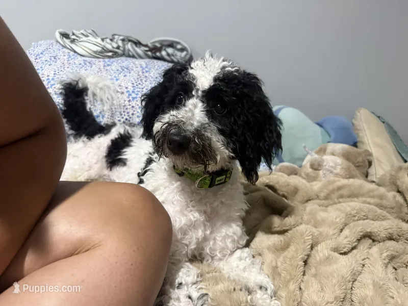 Benny – Bernedoodle puppy for sale in Pinellas Park, FL