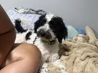 Benny, a male Bernedoodle for sale in Pinellas Park, FL – 1 of 3