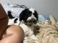Benny, a male Bernedoodle for sale in Pinellas Park, FL – 3 of 3