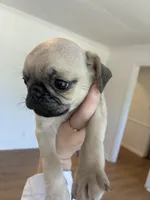 Pug female pup , a female Pug for sale in Winder, GA – 2 of 3