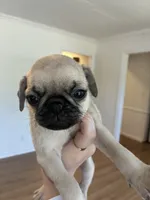 Pug female pup , a female Pug for sale in Winder, GA – 1 of 3