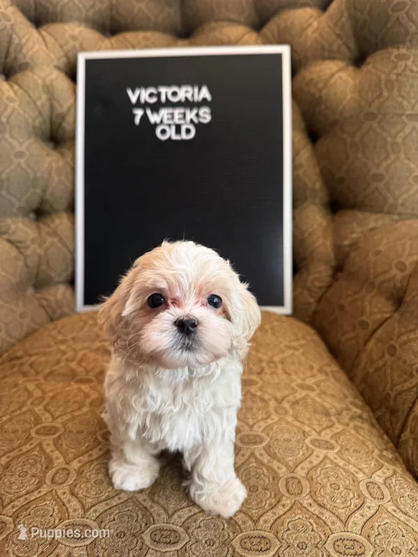 Victoria  – Maltipoo puppy for sale in Wesley Chapel, FL