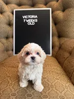 Victoria , a female Maltipoo for sale in Wesley Chapel, FL – 3 of 10