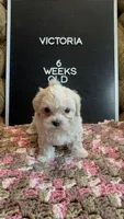 Victoria , a female Maltipoo for sale in Wesley Chapel, FL – Photo 2 of 5