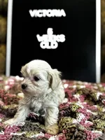 Victoria , a female Maltipoo for sale in Wesley Chapel, FL – Photo 5 of 5