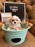 Victoria , a female Maltipoo for sale in Wesley Chapel, FL – 5 of 10