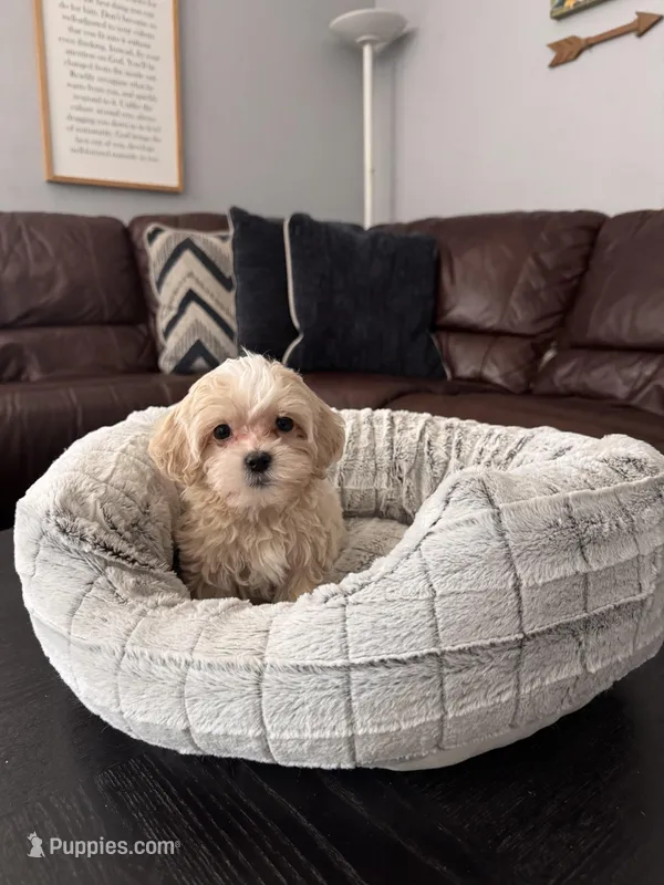 Victoria  – Maltipoo puppy for sale in Wesley Chapel, FL