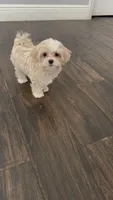 Victoria , a female Maltipoo for sale in Wesley Chapel, FL – 2 of 10