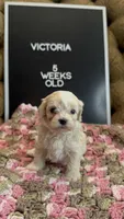 Victoria , a female Maltipoo for sale in Wesley Chapel, FL – Photo 4 of 5