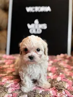 Victoria , a female Maltipoo for sale in Wesley Chapel, FL – Photo 3 of 5