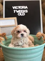 Victoria , a female Maltipoo for sale in Wesley Chapel, FL – 4 of 10