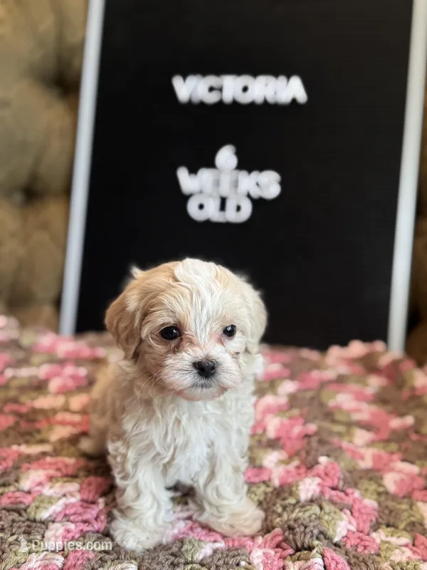 Victoria , a female Maltipoo for sale in Wesley Chapel, FL – Photo 1 of 5