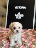 Victoria , a female Maltipoo for sale in Wesley Chapel, FL – Photo 1 of 5